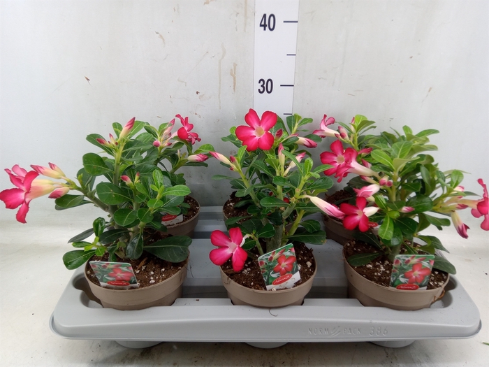 <h4>Adenium obesum 'Anouk'</h4>
