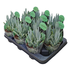 SENECIO SERPENS - POT Ø 10,5 COLLECTION WITH POTCOVER (SUCCULENTEN)