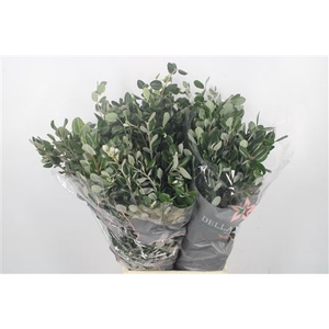 Pitto Ralphi Per Bunch 400 Gram