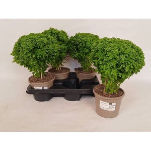 OCIMUM BASILICUM