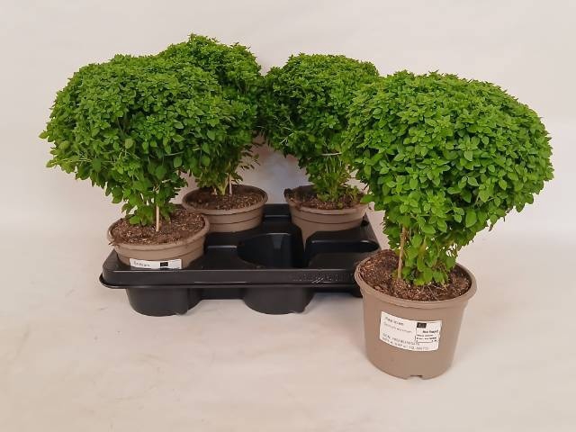 <h4>OCIMUM BASILICUM</h4>