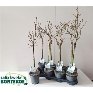 Salix Helvetica