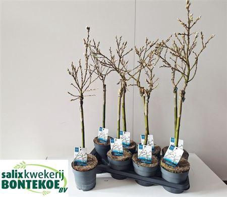 <h4>Salix Helvetica</h4>