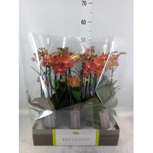 Phalaenopsis multi.   ...orange