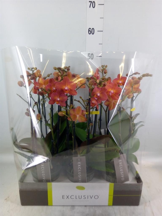 <h4>Phalaenopsis multi.   ...orange</h4>