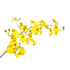 ONCIDIUM CHUVA DE OURO CORTE