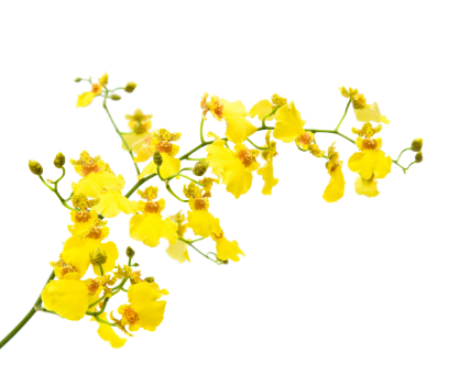 ONCIDIUM CHUVA DE OURO CORTE