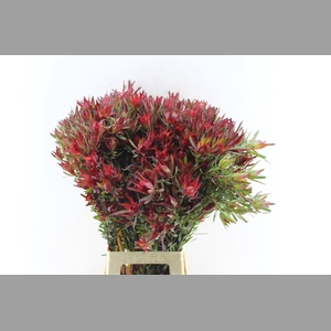 Leucad Sal Blush Xxl