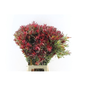 Leucad Sal Blush Xxl