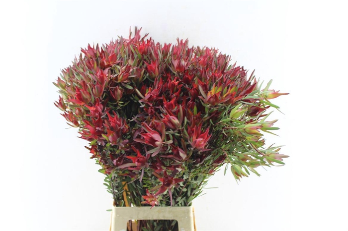 <h4>Leucad Sal Blush Xxl</h4>