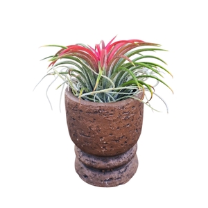 tillandsia vintage pot brown mix