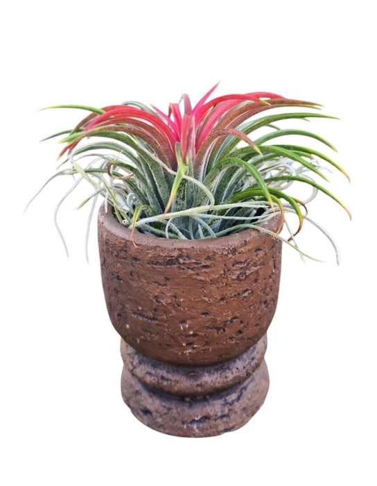 <h4>tillandsia vintage pot brown mix</h4>