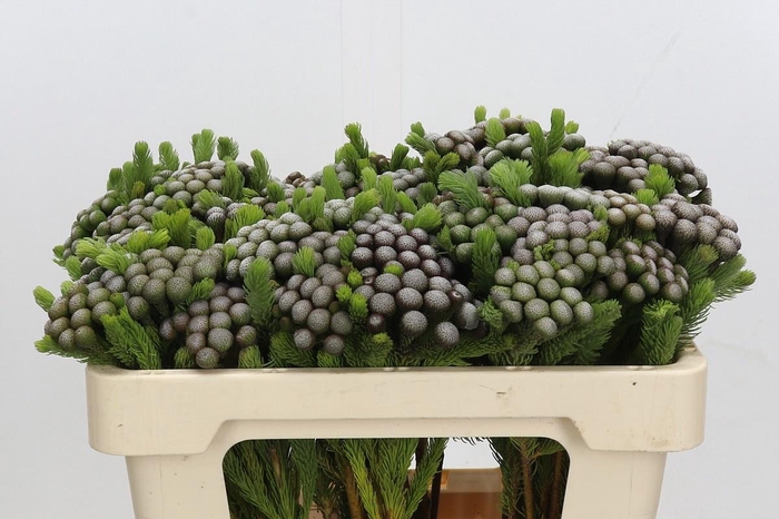 <h4>BRUN ALBIFLORA</h4>