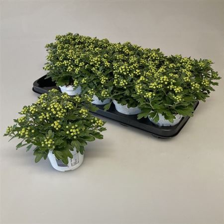 <h4>Ajania pacifica Pacific White</h4>