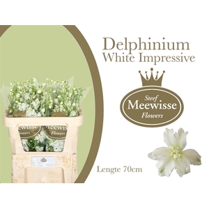 Delphinium Impressive White