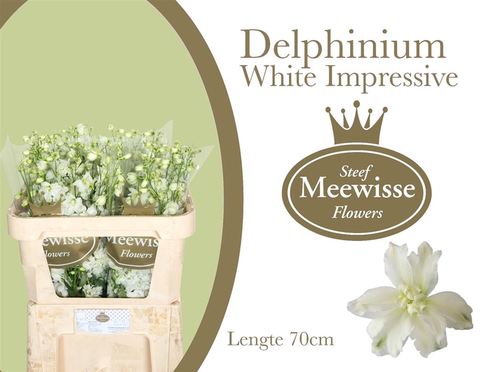 <h4>Delphinium Impressive White</h4>