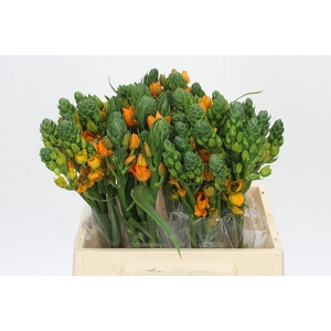 Ornithogalum dubium Sunray