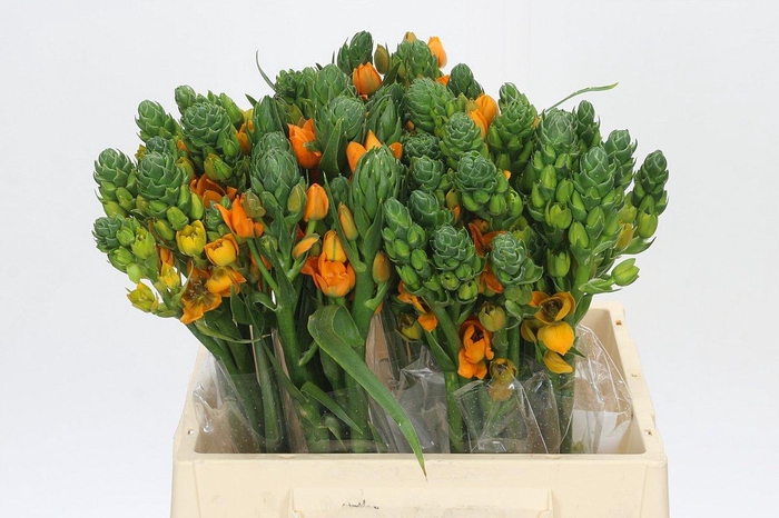 Ornithogalum dubium Sunray