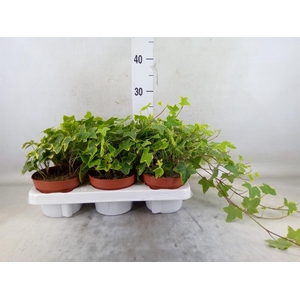 Hedera helix 'Goldchild'