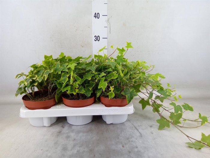 <h4>Hedera helix 'Goldchild'</h4>