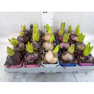 Hyacinthus orie.   ...mix 4