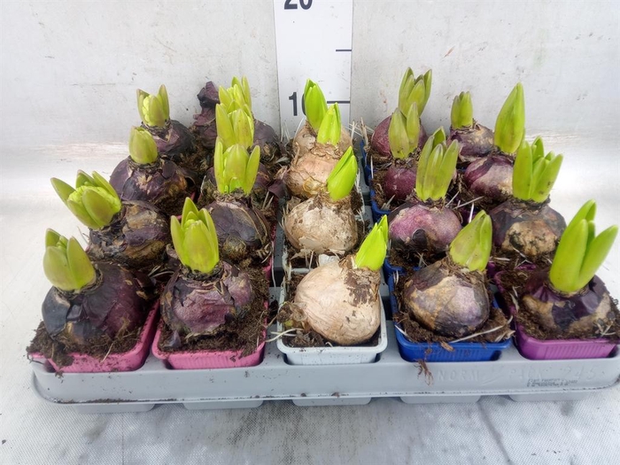 <h4>Hyacinthus orie.   ...mix 4</h4>