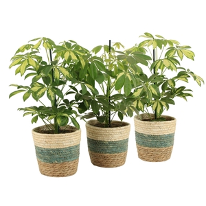 7501407: Solutionss Consideration