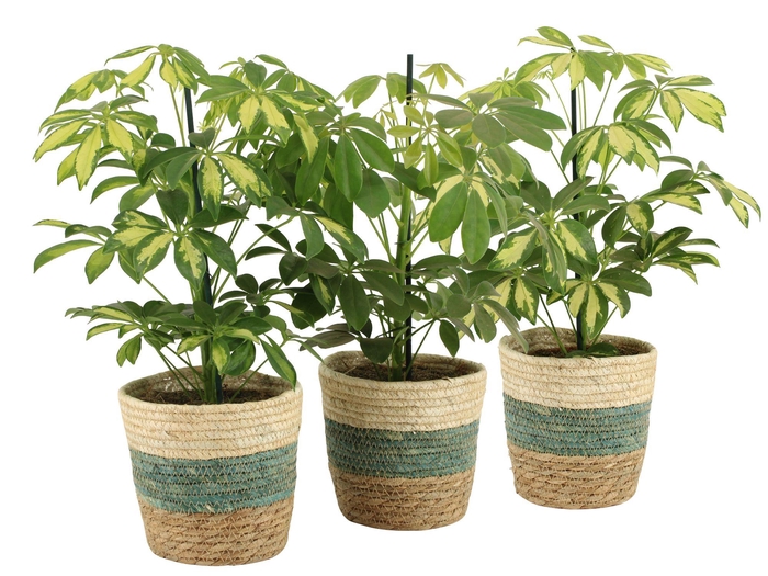 <h4>7501407: Solutionss Consideration</h4>