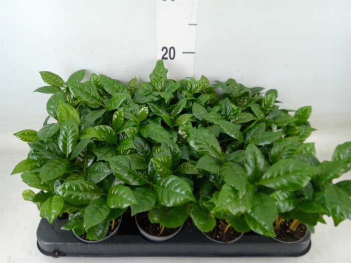 <h4>Coffea arabica</h4>