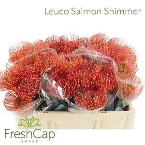 Leuco Salmon Shimmer