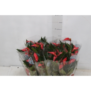ANTHURIUM TRILLIONS RED P06