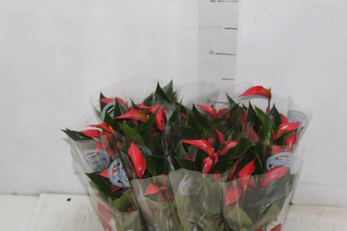 <h4>ANTHURIUM TRILLIONS RED P06</h4>