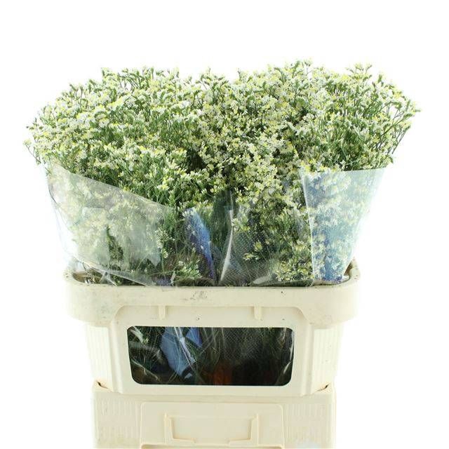 <h4>LIM SIN CHINA WHITE</h4>