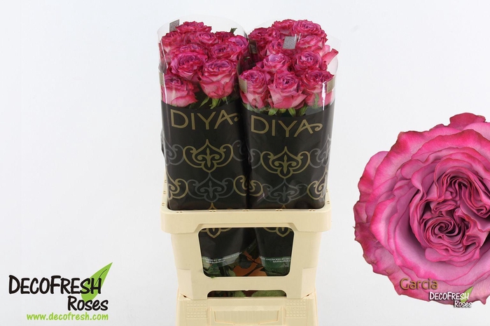 <h4>R Gr Garcia</h4>