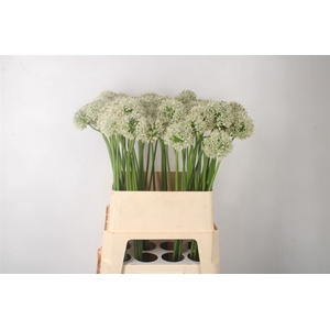 Allium Mount Everest Extra