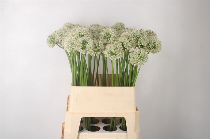 <h4>Allium Mount Everest Extra</h4>