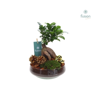 Green Bottle Iris Medium Kerst met Ficus Ginseng