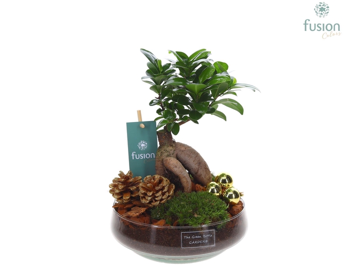 <h4>Green Bottle Iris Medium Kerst met Ficus Ginseng</h4>