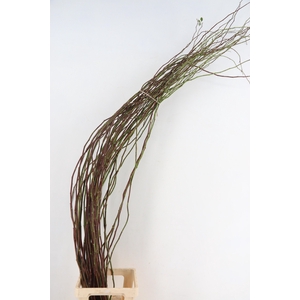 ROSA SCHEUTEN 200CM
