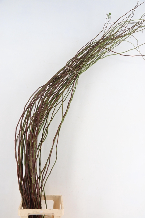 <h4>ROSA SCHEUTEN 200CM</h4>