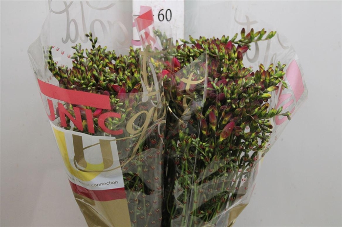 <h4>Fr En Red Passion (x100)</h4>