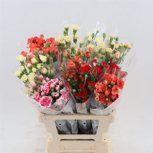 Dianthus tr Gemengd In Fust