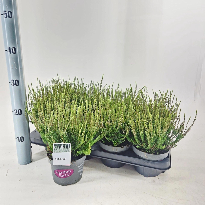<h4>Calluna Garden Girls Rosit</h4>