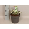 vaste planten 19 cm  Hosta Patriot afd. 1