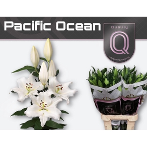 LI OR PACIFIC OCEAN 5+