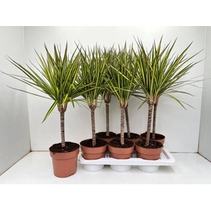 Dracaena marginata Sunray 17Ø 70cm 1pp