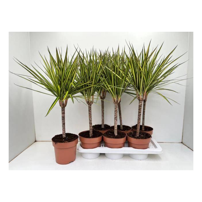 <h4>Dracaena marginata Sunray 17Ø 70cm 1pp</h4>