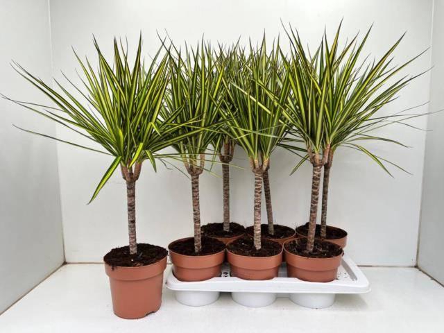 Dracaena marginata Sunray 17Ø 70cm 1pp