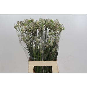 Kangaroo Paw Bush Diamond