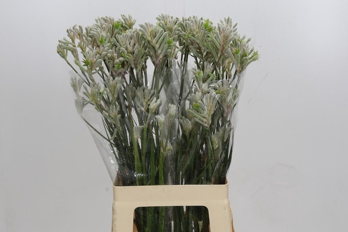 <h4>Kangaroo Paw Bush Diamond</h4>